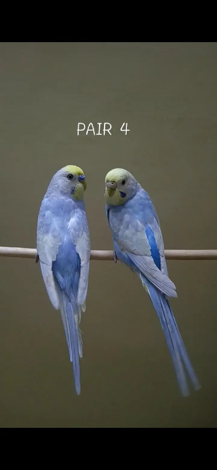 Rainbow Budgies Pair — photo 4