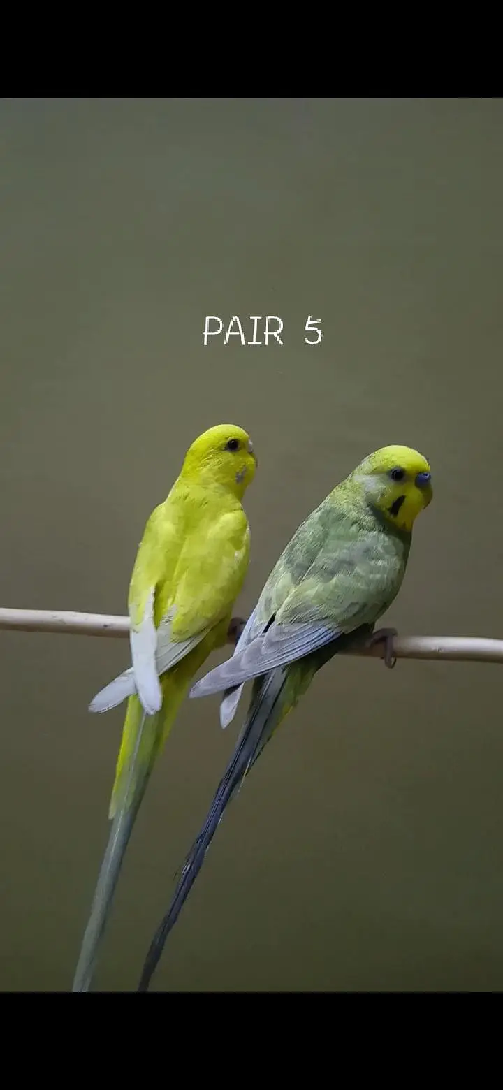 Rainbow Budgies Pair — photo 5