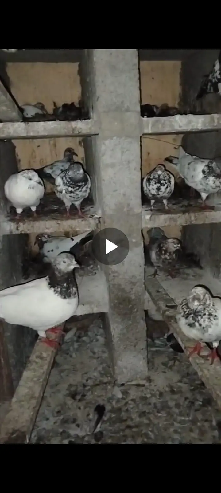 all type pigeons 03462686306