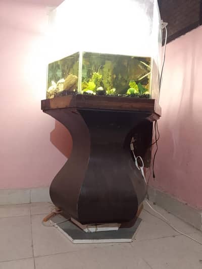 fish occarium