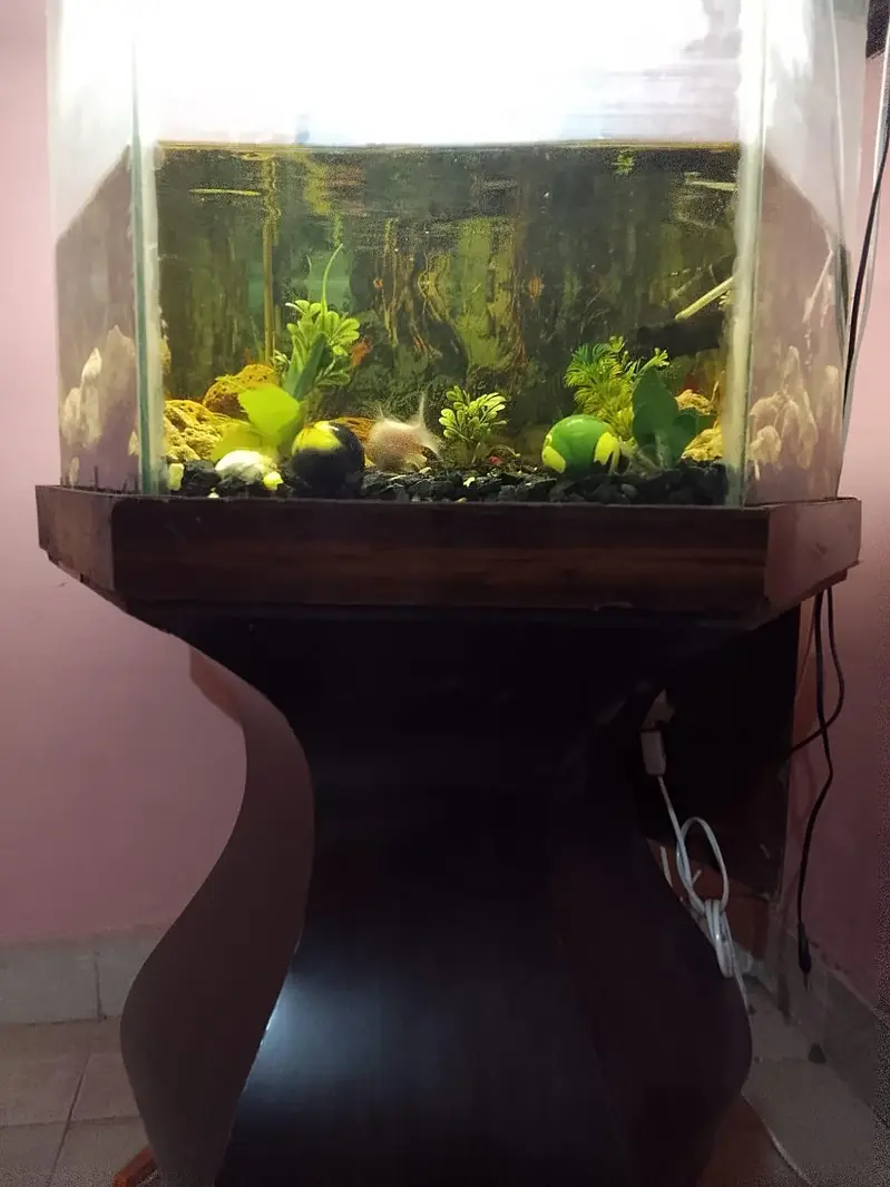 fish occarium — photo 3