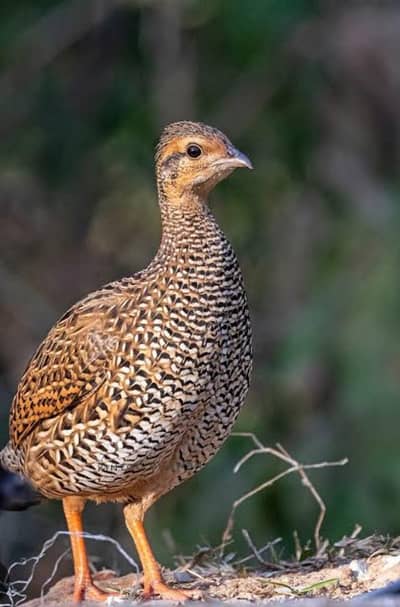 Teetar Female High Quality for sale