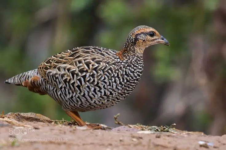 Teetar Female High Quality for sale — photo 2