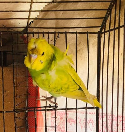Hogoromo male