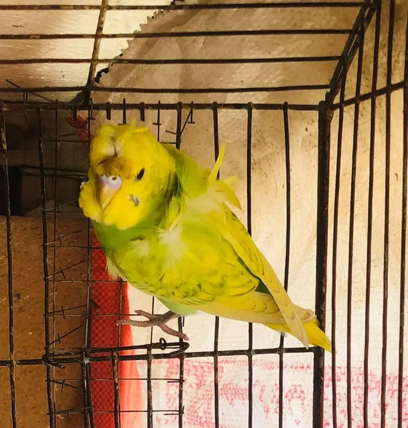 Hogoromo male