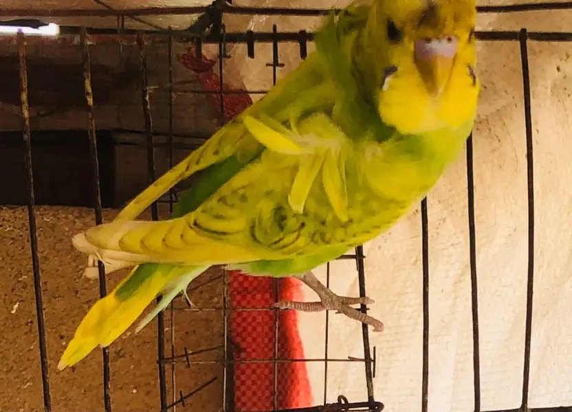 Hogoromo male — photo 2
