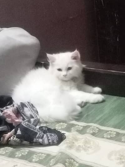 Need persian  cat age 2 month littel train ho