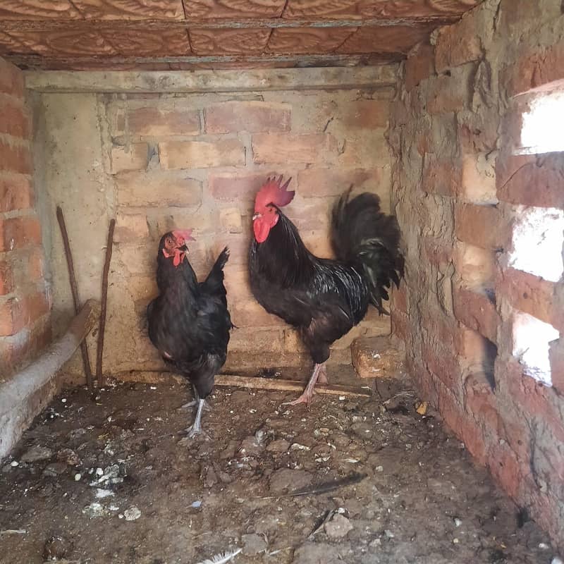 Australorp Breading pair 0