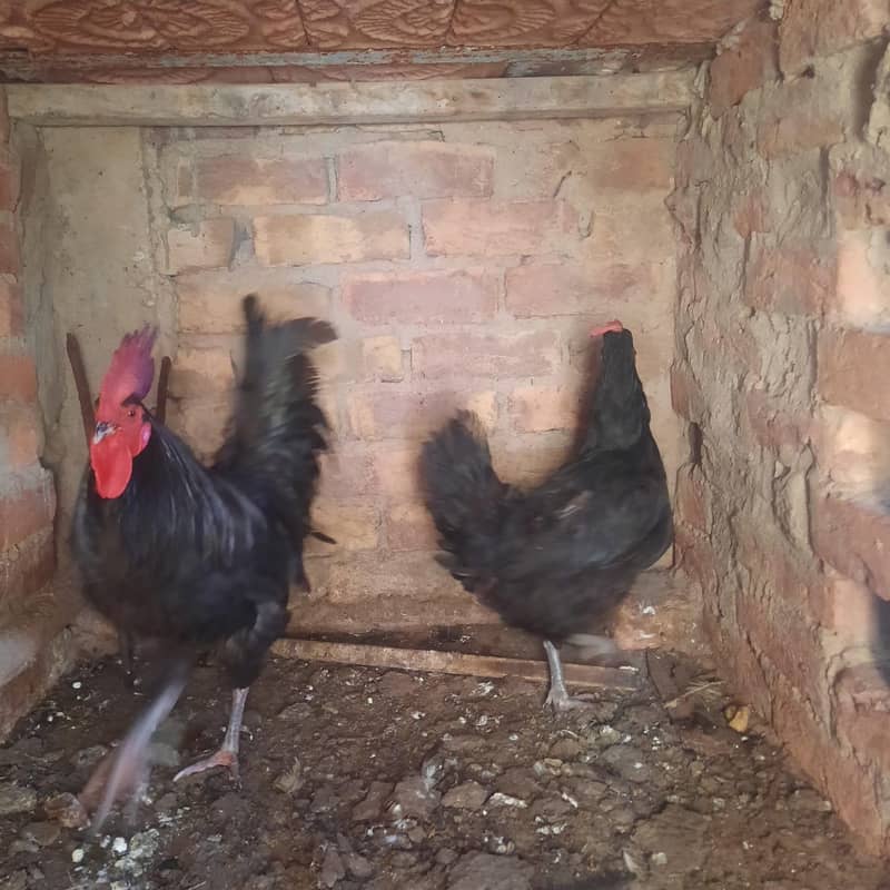 Australorp Breading pair 1