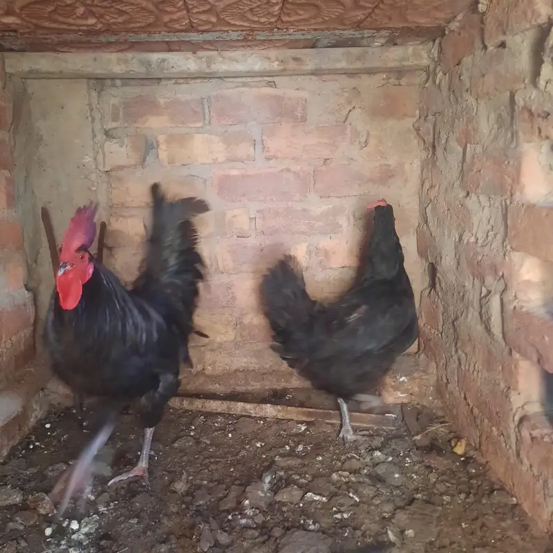 Australorp Breading pair — photo 2