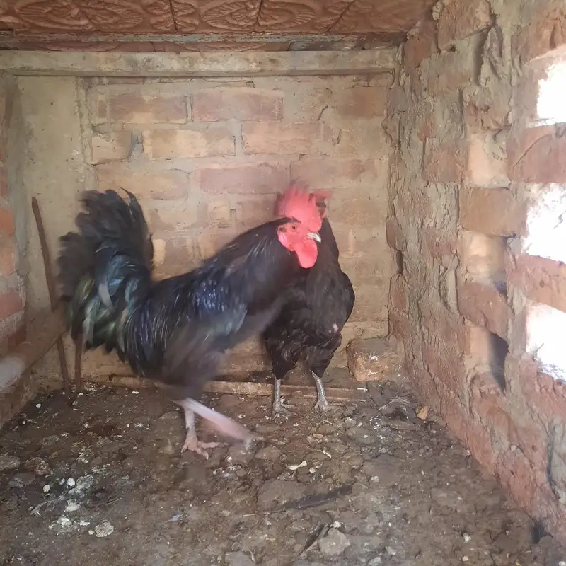 Australorp Breading pair — photo 3