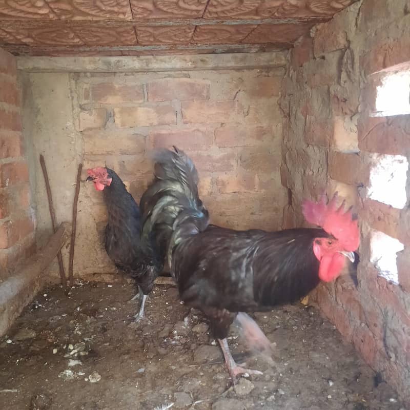 Australorp Breading pair 3