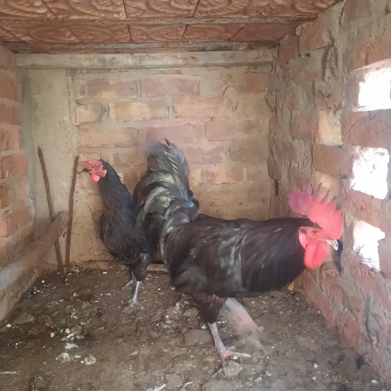 Australorp Breading pair — photo 4
