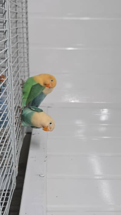 Aqua Opaline Lovebird