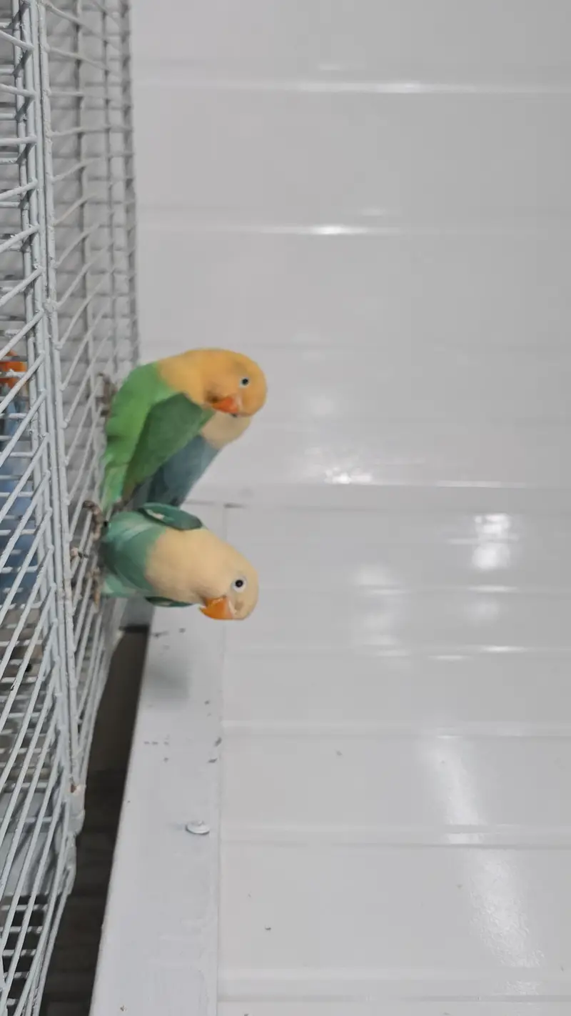 Aqua Opaline Lovebird