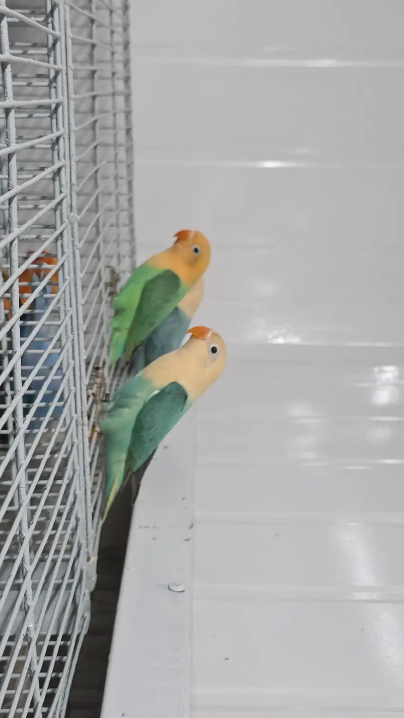 Aqua Opaline Lovebird — photo 2