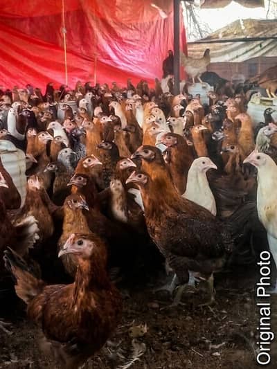 Premium Golden Misri Hens & Pairs – 16Weeks Old | 13-Vaccine Completed