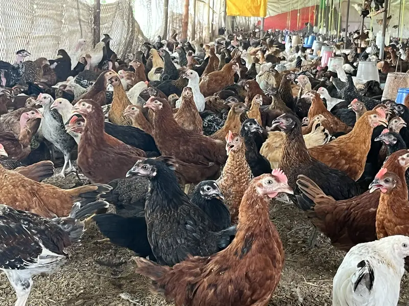 Premium Golden Misri Hens & Pairs – 16Weeks Old | 13-Vaccine Completed — photo 2
