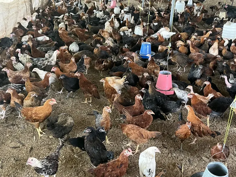 Premium Golden Misri Hens & Pairs – 16Weeks Old | 13-Vaccine Completed — photo 3
