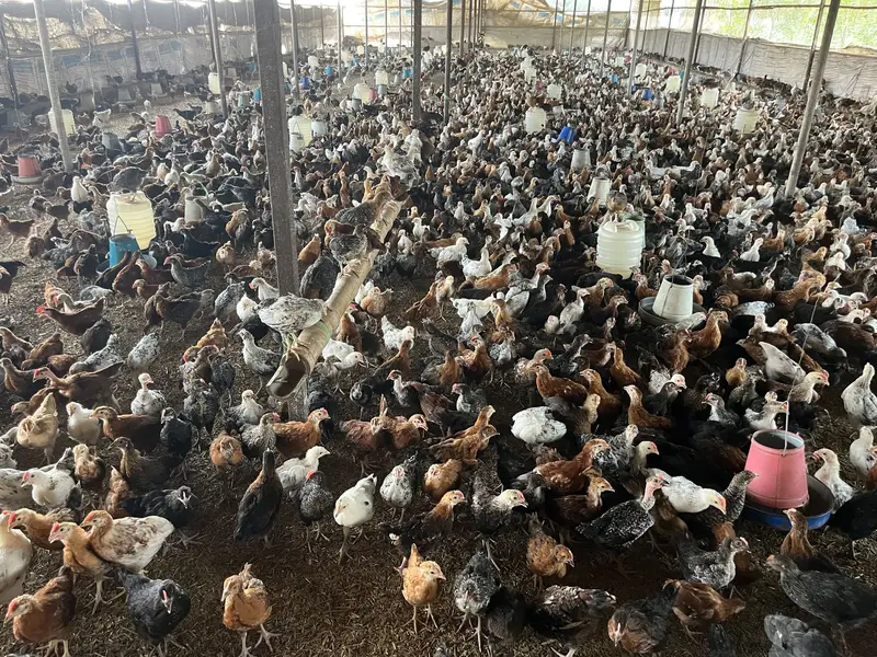 Premium Golden Misri Hens & Pairs – 16Weeks Old | 13-Vaccine Completed — photo 4