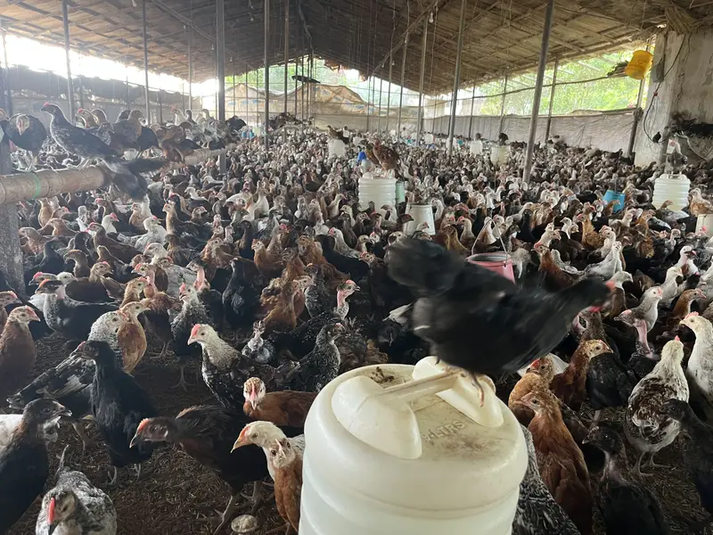 Premium Golden Misri Hens & Pairs – 16Weeks Old | 13-Vaccine Completed — photo 5