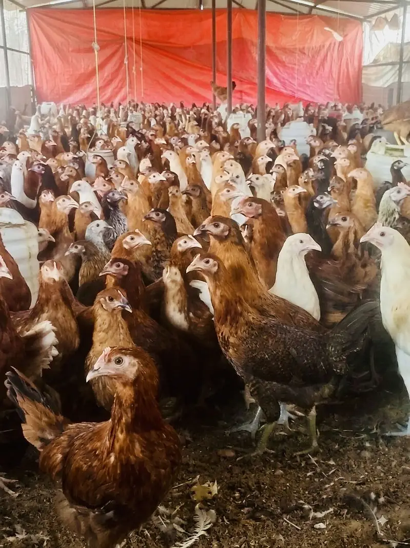 Premium Golden Misri Hens & Pairs – 16Weeks Old | 13-Vaccine Completed — photo 6