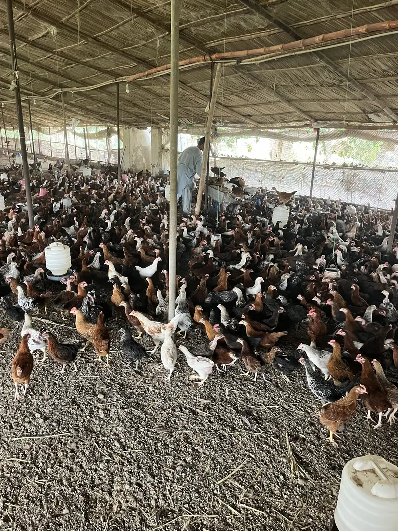Premium Golden Misri Hens & Pairs – 16Weeks Old | 13-Vaccine Completed — photo 7