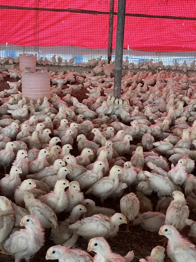 Premium Golden Misri Hens & Pairs – 16Weeks Old | 13-Vaccine Completed — photo 8