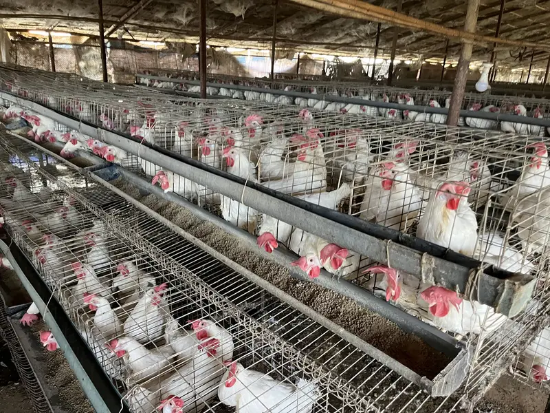 Premium Golden Misri Hens & Pairs – 16Weeks Old | 13-Vaccine Completed — photo 9