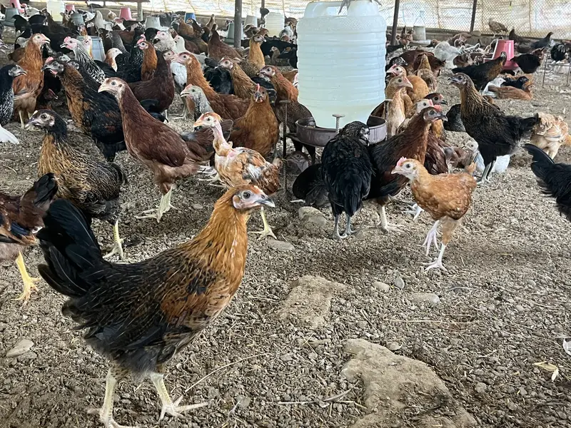 Premium Golden Misri Hens & Pairs – 16Weeks Old | 13-Vaccine Completed — photo 10