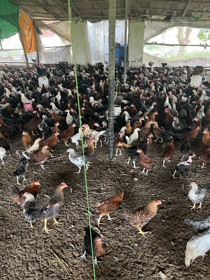 Premium Golden Misri Hens & Pairs – 16Weeks Old | 13-Vaccine Completed — photo 11