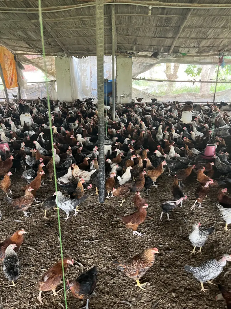 Premium Golden Misri Hens & Pairs – 16Weeks Old | 13-Vaccine Completed — photo 12