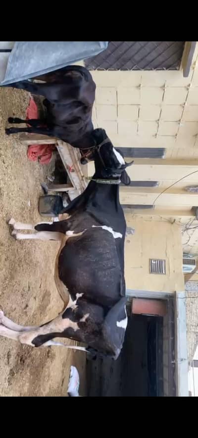 for sale urgent