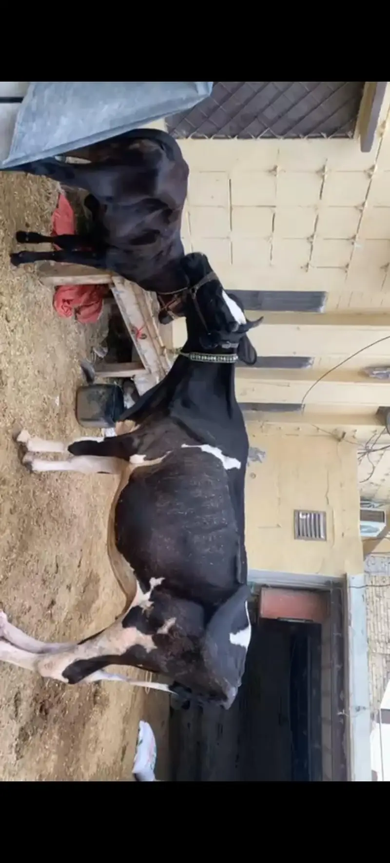 for sale urgent