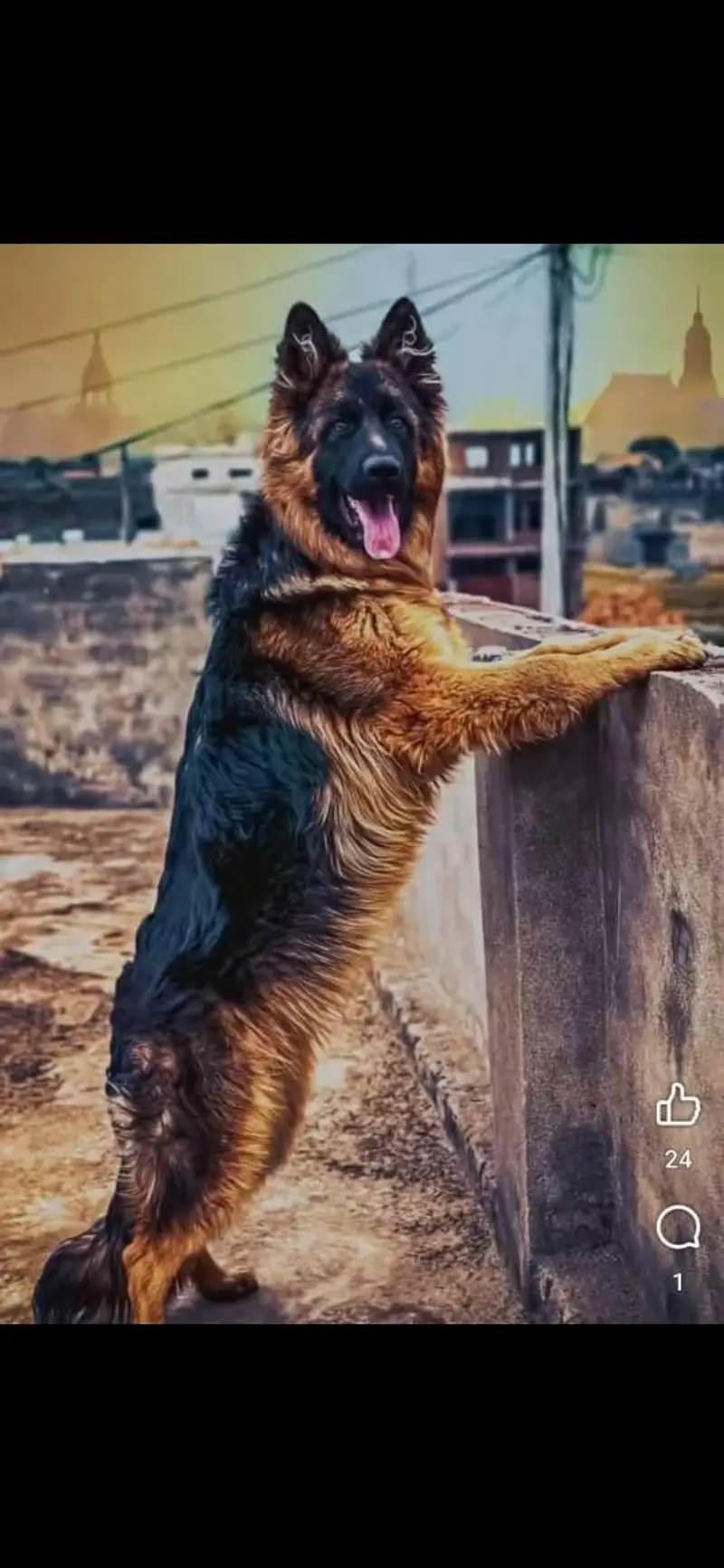 German Shepfered