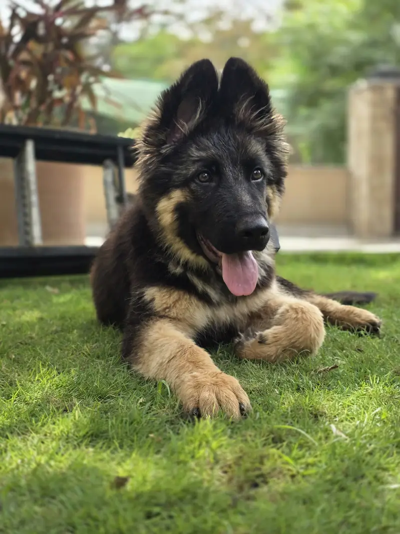 German Shepfered — photo 2