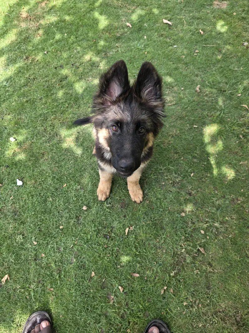 German Shepfered — photo 4