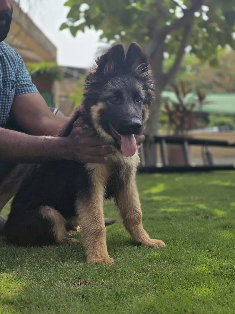 German Shepfered — photo 5