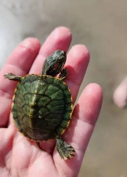 aquarium with turtle for sale — photo 3