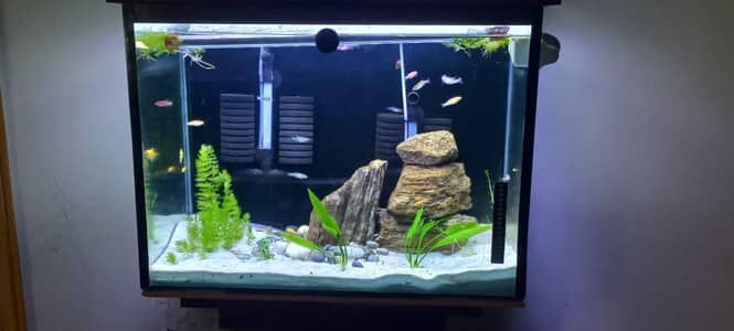 aquarium with turtle for sale