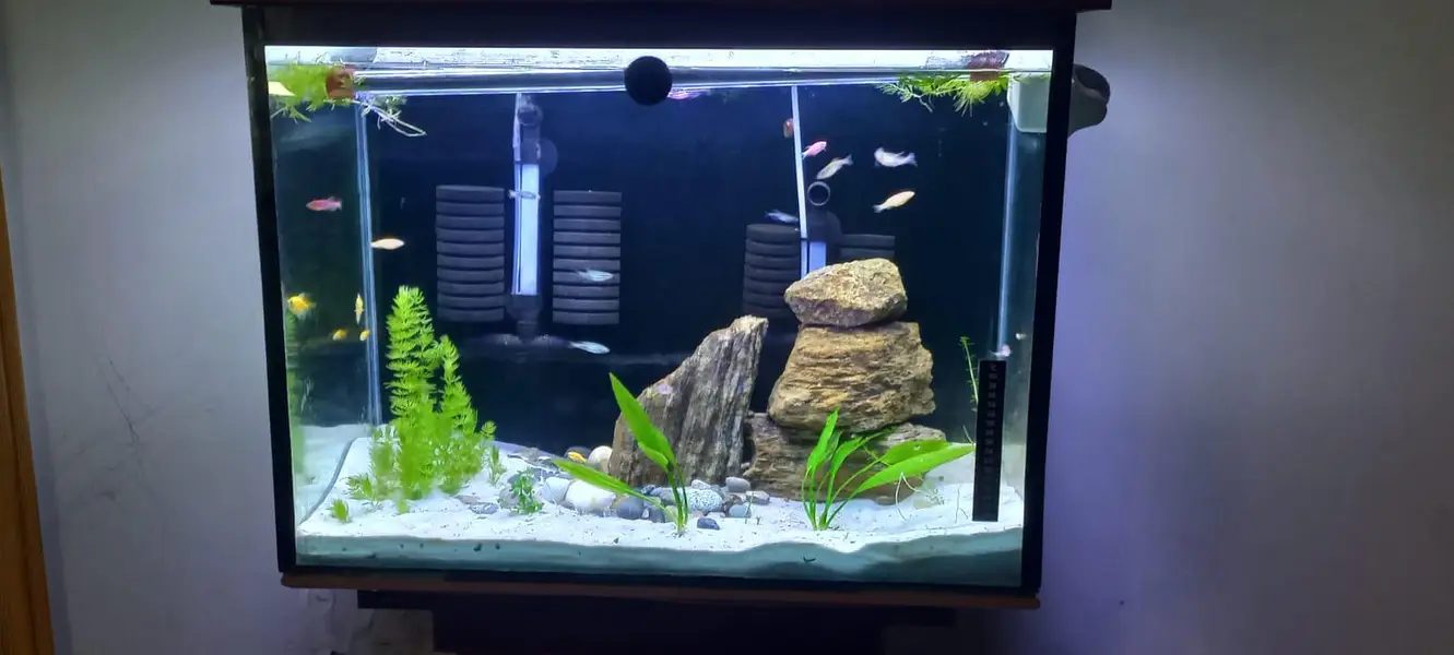 aquarium with turtle for sale