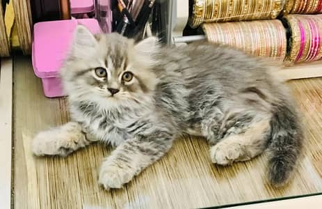 persian kittens for sale (pair)