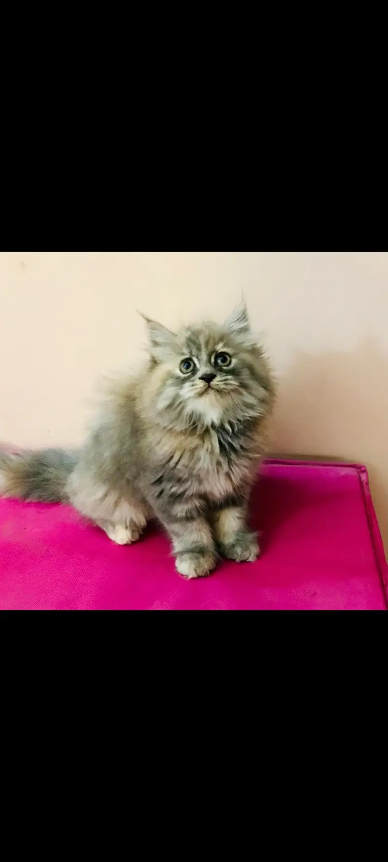 persian kittens for sale (pair) — photo 2