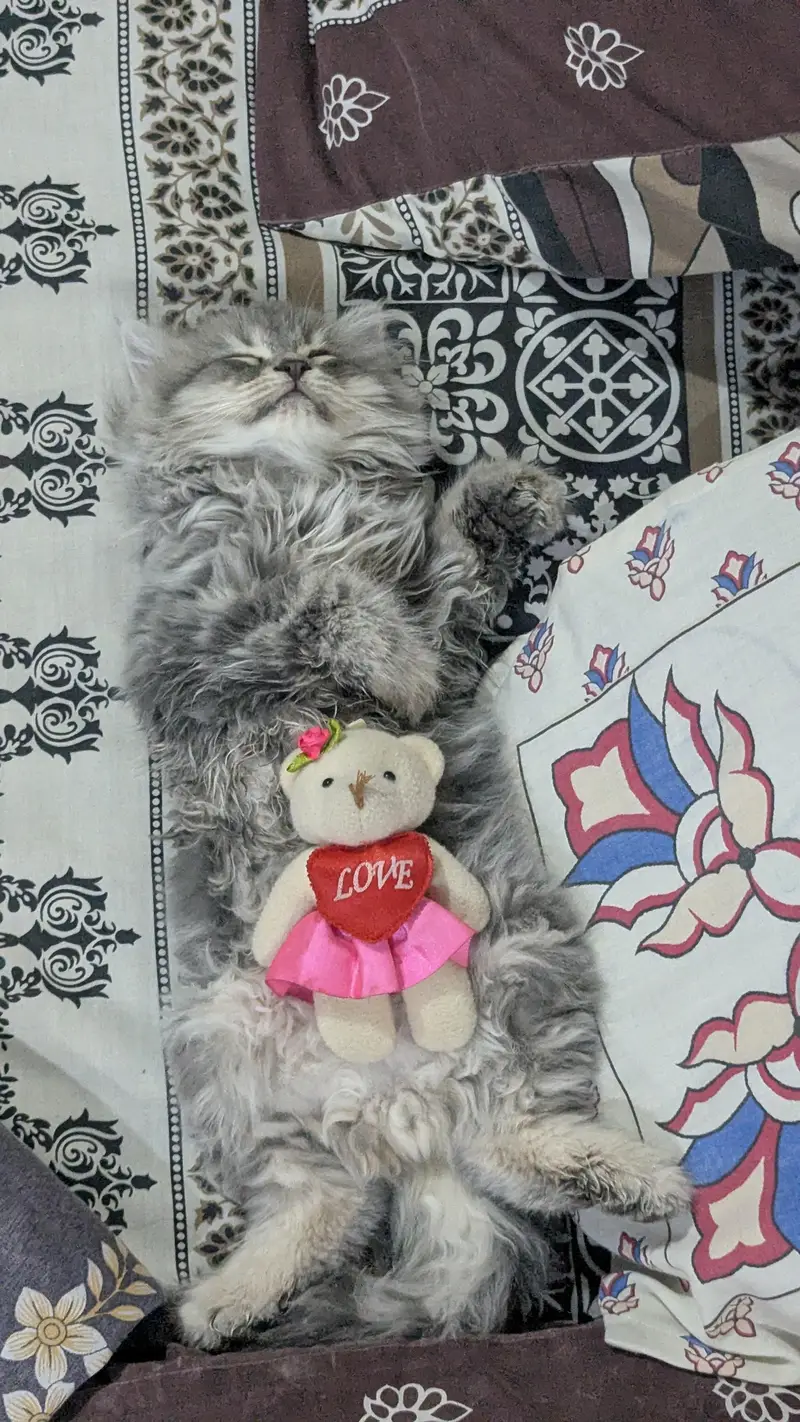 persian kittens for sale (pair) — photo 3