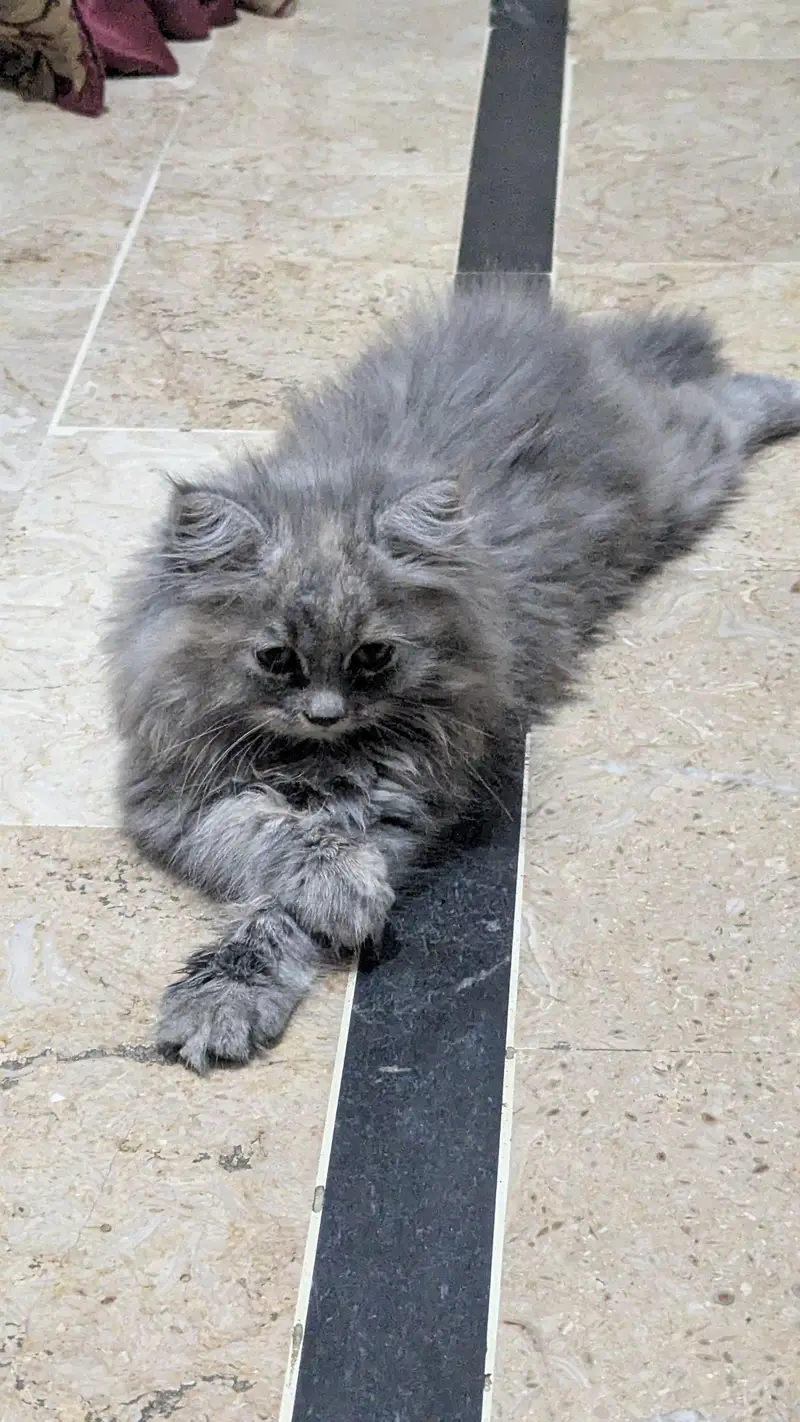 persian kittens for sale (pair) — photo 4