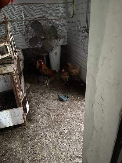 Hens Murgiyan