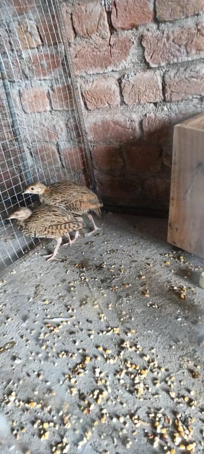 teeter chicks for sale