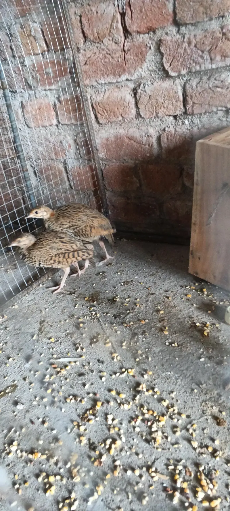 teeter chicks for sale