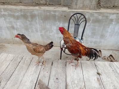 brazilian x mianwali aseel pair for sale