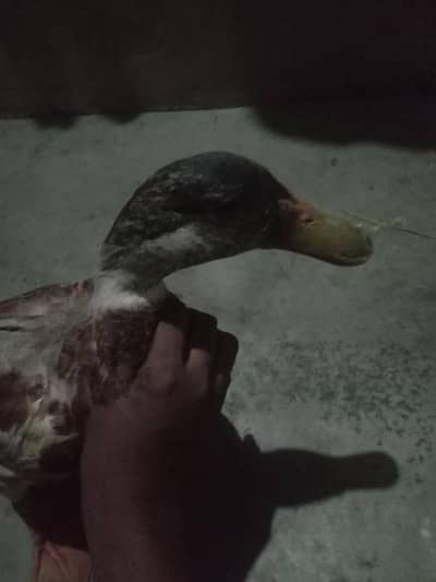 Healthy Duck Family For Sale (3 Females + 1 Male)